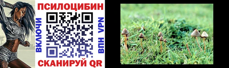 KRAKEN как зайти  Горняк  Псилоцибиновые грибы Cubensis 